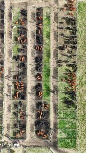 Se realizó el Día de Campo previo al remate de La Torcacita