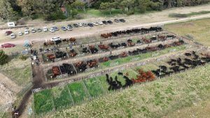 Se realizó el Día de Campo previo al remate de La Torcacita