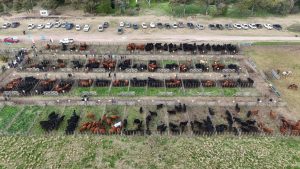 Se realizó el Día de Campo previo al remate de La Torcacita