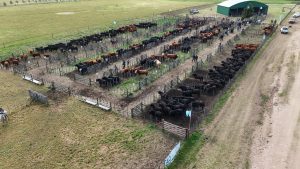 Se realizó el Día de Campo previo al remate de La Torcacita