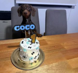 Las tortas de cumpleaños para perros y gatos que son furor en La Plata