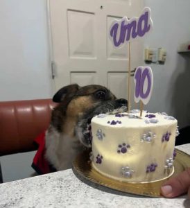 Las tortas de cumpleaños para perros y gatos que son furor en La Plata