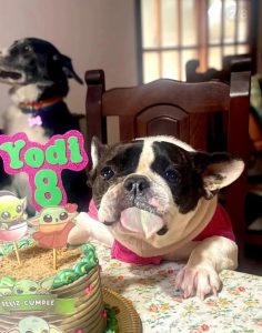 Las tortas de cumpleaños para perros y gatos que son furor en La Plata
