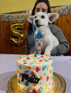 Las tortas de cumpleaños para perros y gatos que son furor en La Plata
