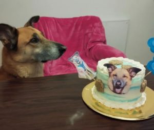 Las tortas de cumpleaños para perros y gatos que son furor en La Plata