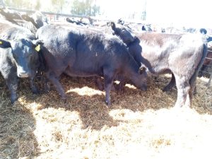 Excelente hacienda en la subasta de Cabaña Santa Rosa