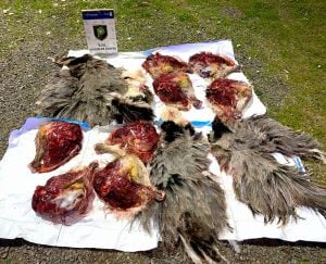 Cazadores furtivos abatieron avestruces en Chaves: fueron sorprendidos y aprehendidos