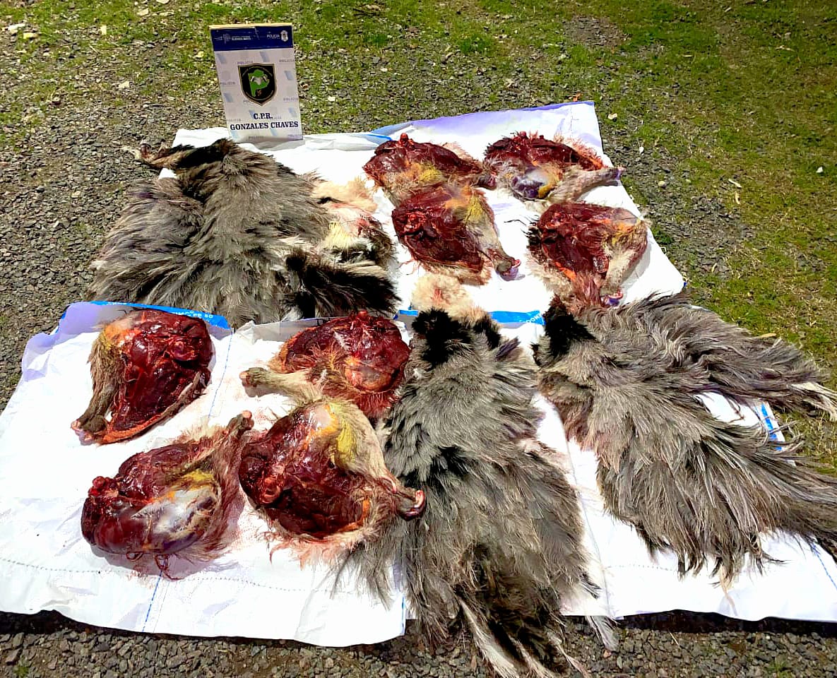Cazadores furtivos abatieron avestruces en Chaves: fueron sorprendidos y aprehendidos