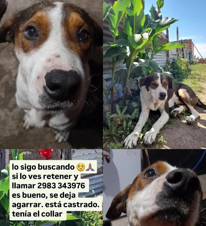 Lo buscan