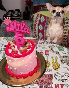 Las tortas de cumpleaños para perros y gatos que son furor en La Plata