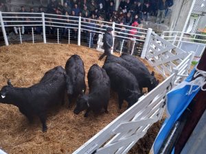 Buena asistencia y precios en el remate de La Leopoldina y San Patricio