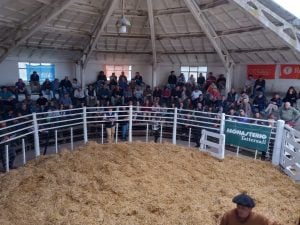 Se vendió la totalidad de los toros de Zuberbühler