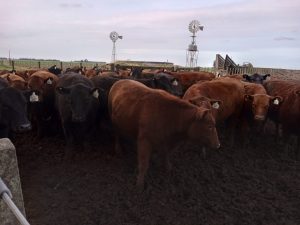 La Leopoldina y San Patricio realizaron jornada a campo (audio)