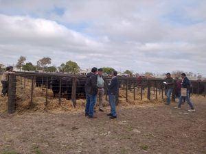 Se vendió la totalidad de los toros de Zuberbühler