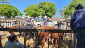 La Agrícola Ganadera realizó su 45º Remate Feria en San Cayetano