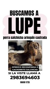 Buscan a Lupe
