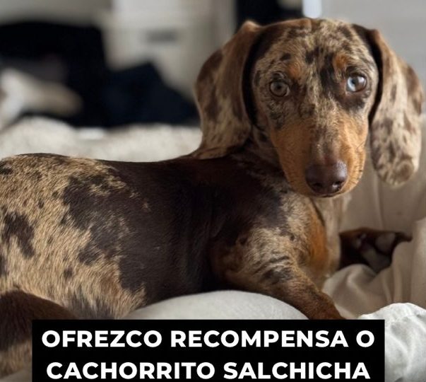 Buscan a Lupe