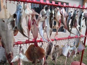 Pesca: el pampeano Elian Barth ganó el concurso de Independiente