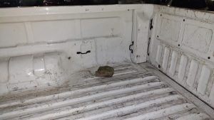 Hombre aprehendido tras provocar disturbios luego de un choque
