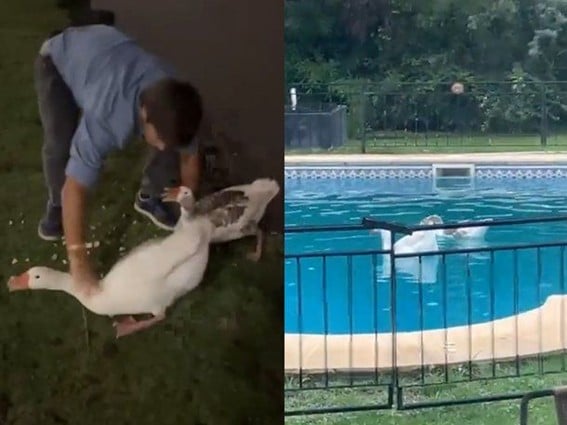 Palermo: Robó dos gansos de los Lagos y los llevó a su pileta (videos)