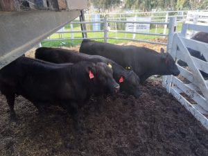 Buenos precios y agilidad en el 3er. remate Angus del Sudeste de La Agrícola Ganadera (audio)