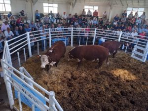 Buenos precios y agilidad en el 3er. remate Angus del Sudeste de La Agrícola Ganadera (audio)