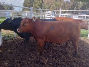 Buenos precios y agilidad en el 3er. remate Angus del Sudeste de La Agrícola Ganadera (audio)