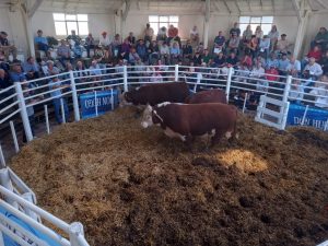 Buenos precios y agilidad en el 3er. remate Angus del Sudeste de La Agrícola Ganadera (audio)