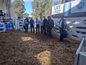 Buenos precios y agilidad en el 3er. remate Angus del Sudeste de La Agrícola Ganadera (audio)