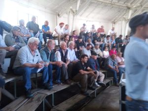 Buenos precios y agilidad en el 3er. remate Angus del Sudeste de La Agrícola Ganadera (audio)