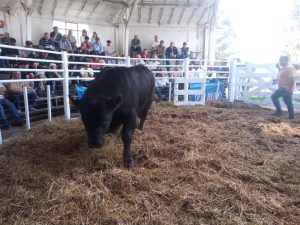 Buenos precios y agilidad en el 3er. remate Angus del Sudeste de La Agrícola Ganadera (audio)