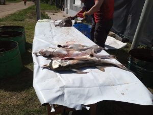 Pesca: el pampeano Elian Barth ganó el concurso de Independiente