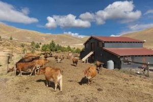 El agrónomo detrás de un emprendimiento de quesos artesanales premium en Neuquén (Audio)