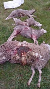 Perros sueltos matan ovejas en San Mayol