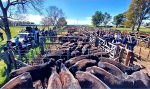 Remate de Civardi: Mercado en alza y muy buenos precios en invernada