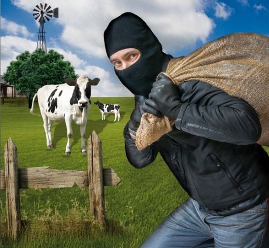 Importante robo de herramientas en dos campos del distrito