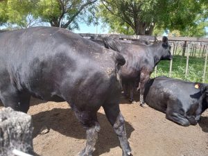 Muy buen remate de Arzoz & Cía. en la Rural de Tres Arroyos