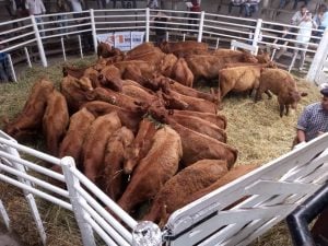 (videos)4º Destete de Primavera de Rústicos: una fiesta de calidad y precios