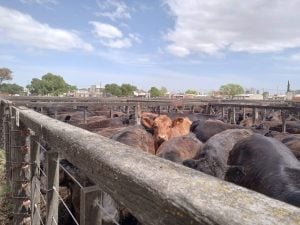 (videos)4º Destete de Primavera de Rústicos: una fiesta de calidad y precios