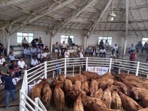 (videos)4º Destete de Primavera de Rústicos: una fiesta de calidad y precios