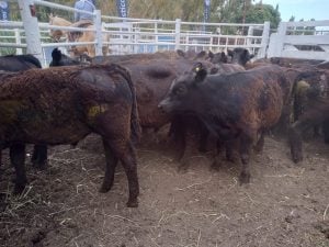 (videos)4º Destete de Primavera de Rústicos: una fiesta de calidad y precios