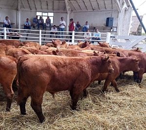 (videos)4º Destete de Primavera de Rústicos: una fiesta de calidad y precios