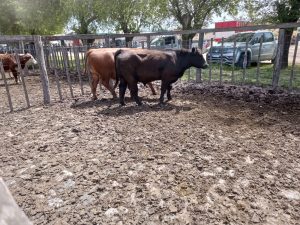 Muy buen remate de Arzoz & Cía. en la Rural de Tres Arroyos