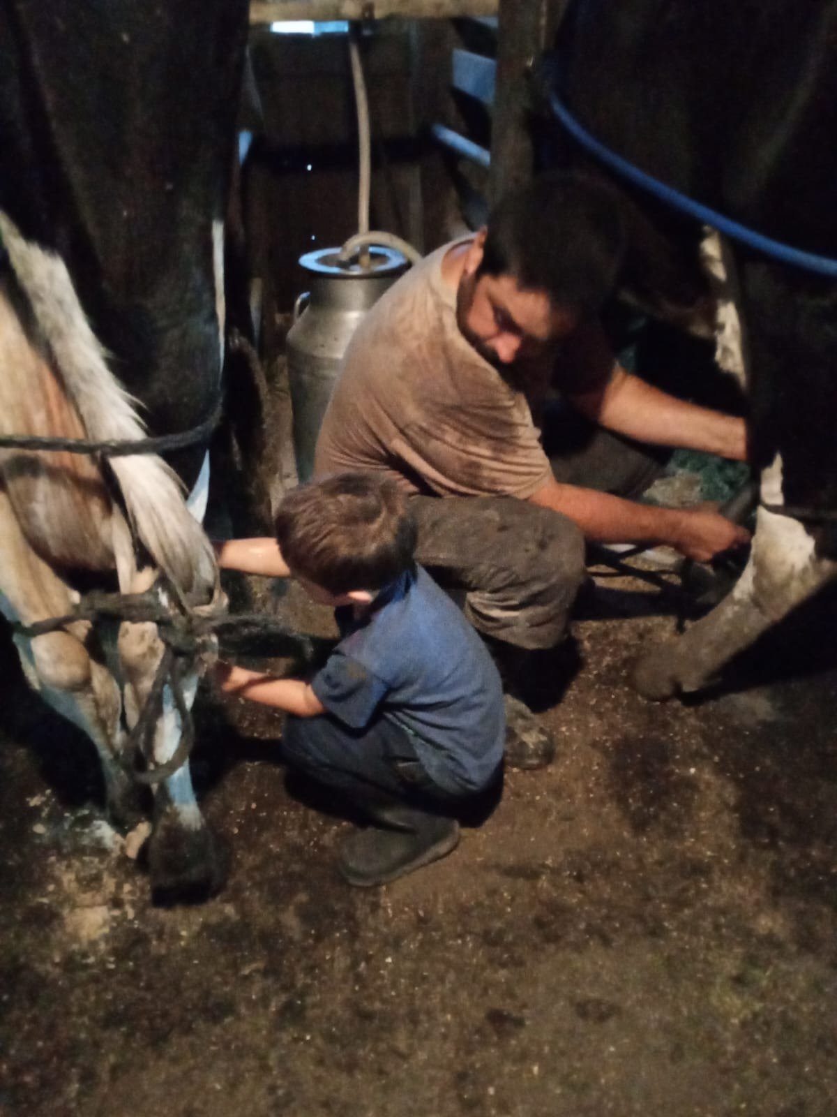 Hugo Chamus y su gran labor para ordeñar vacas