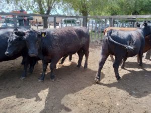 Muy buen remate de Arzoz & Cía. en la Rural de Tres Arroyos