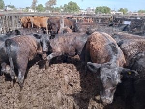 (videos)4º Destete de Primavera de Rústicos: una fiesta de calidad y precios