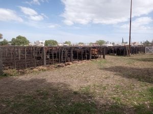 (videos)4º Destete de Primavera de Rústicos: una fiesta de calidad y precios