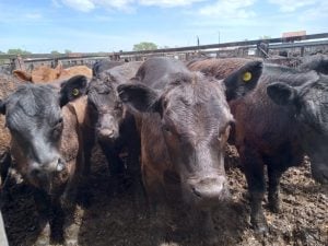 (videos)4º Destete de Primavera de Rústicos: una fiesta de calidad y precios