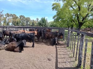 Muy buen remate de Arzoz & Cía. en la Rural de Tres Arroyos