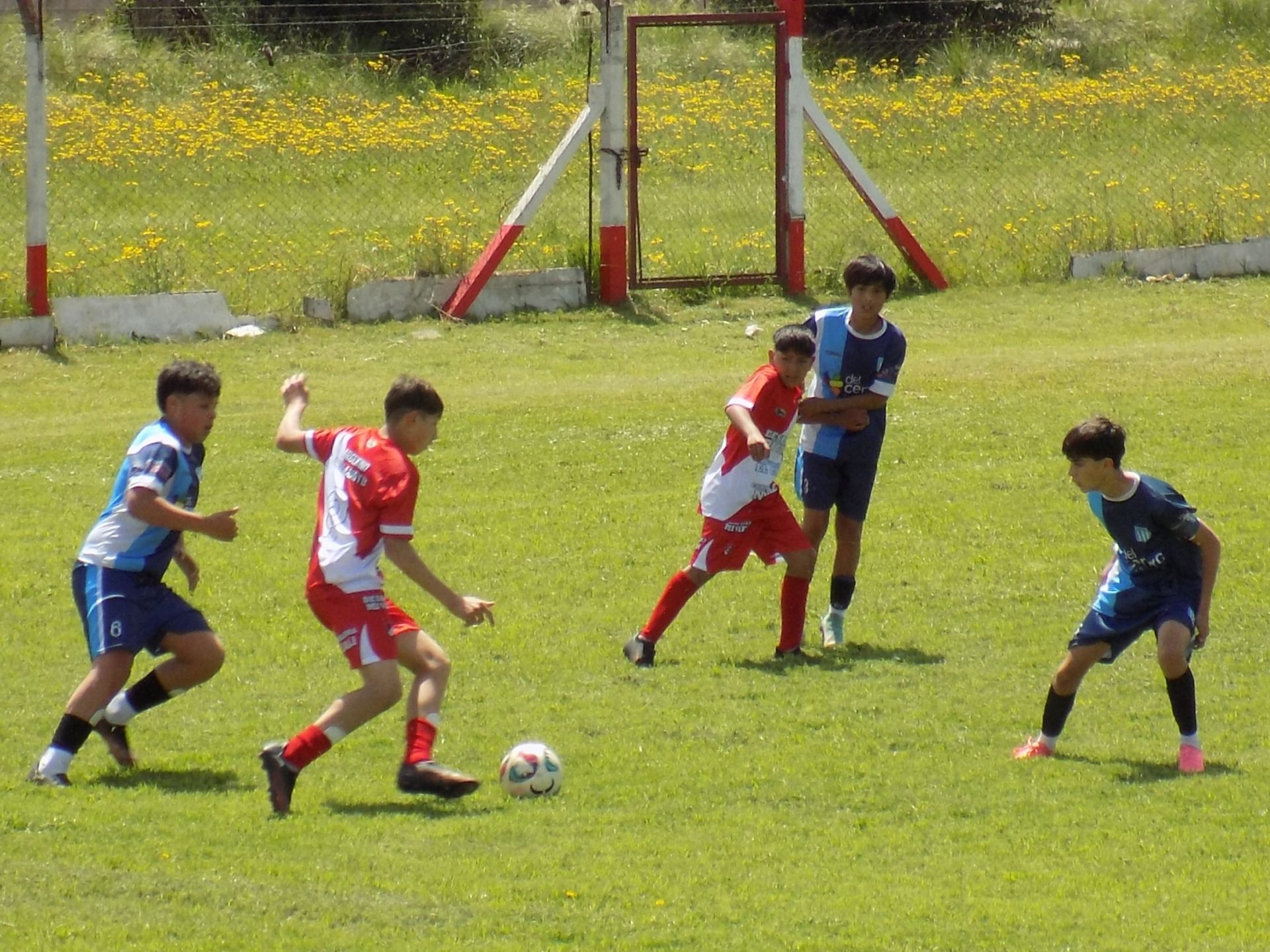 Federal de Clubes: La Sub-13 de Argentino y la Sub-17 de Boca juegan la última fecha de la primera ronda
